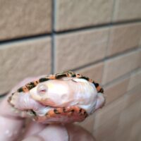 ニシキマゲクビガメ（アルビノ）甲長約6,5cm