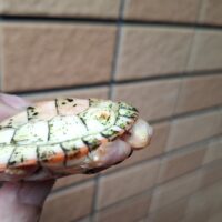 ニシキマゲクビガメ（アルビノ）甲長約6,5cm