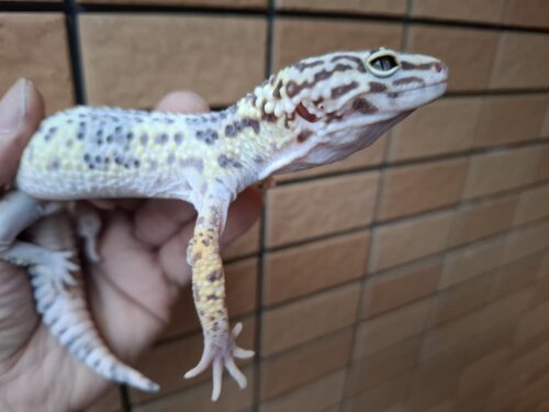 オバケトカゲモドキ（フゼスタン チョガザンビル）約80g オス - 画像 (6)