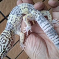 オバケトカゲモドキ（フゼスタン チョガザンビル）約80g オス