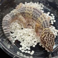 オバケトカゲモドキ（フゼスタン チョガザンビル）約80g オス