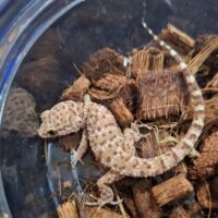 バイノトリノツメヤモリ　（メス）