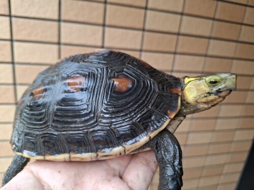 チュウゴクセマルハコガメ（甲長約15,5cm）メス　個体A - 画像 (4)