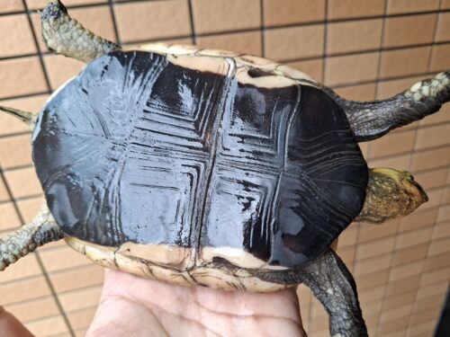 チュウゴクセマルハコガメ（甲長約15,5cm）メス　個体A - 画像 (5)