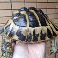 ヘルマンリクガメ（甲長約19cm）メス