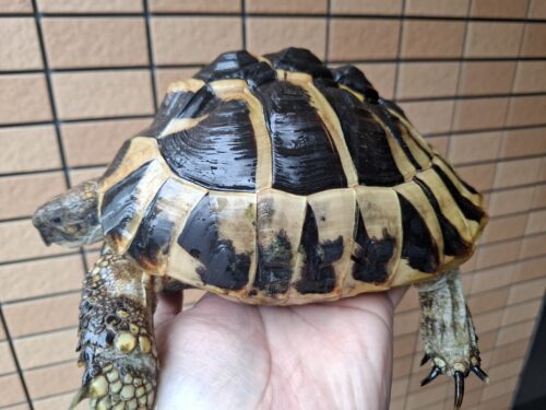 ヘルマンリクガメ（甲長約19cm）メス - 画像 (2)