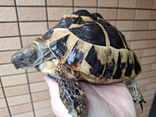 ヘルマンリクガメ（甲長約19cm）メス - 画像 (4)