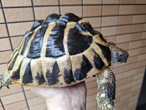 ヘルマンリクガメ（甲長約19cm）メス - 画像 (5)