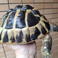 ヘルマンリクガメ（甲長約19cm）メス