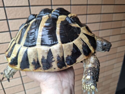 ヘルマンリクガメ（甲長約19cm）メス