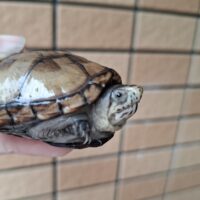 ペンシルバニアドロガメ（甲長約６cm）CBオス