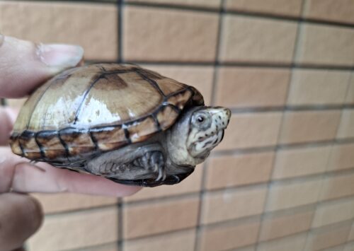 ペンシルバニアドロガメ（甲長約６cm）CBオス - 画像 (2)