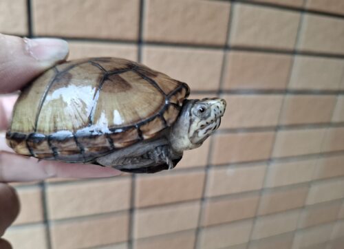 ペンシルバニアドロガメ（甲長約６cm）CBオス - 画像 (4)