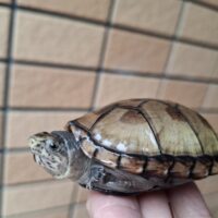 ペンシルバニアドロガメ（甲長約６cm）CBオス