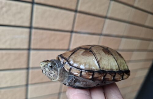 ペンシルバニアドロガメ（甲長約６cm）CBオス