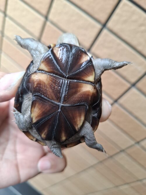 ペンシルバニアドロガメ（甲長約６cm）CBオス - 画像 (7)