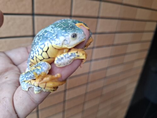 ケンランフリンジアマガエル（アダルト）ペア EUCB - 画像 (4)