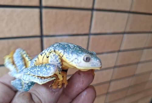 ケンランフリンジアマガエル（アダルト）ペア EUCB - 画像 (9)