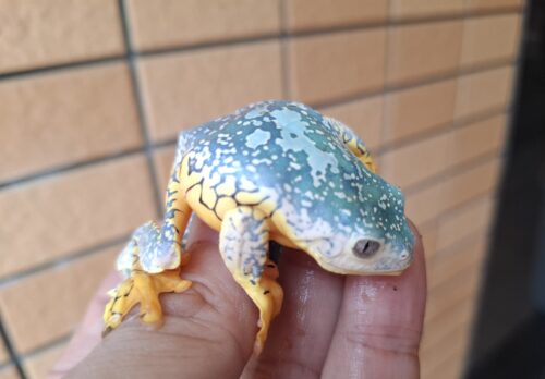 ケンランフリンジアマガエル（アダルト）ペア EUCB - 画像 (3)