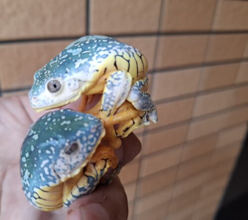ケンランフリンジアマガエル（アダルト）ペア EUCB - 画像 (2)