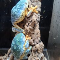 ケンランフリンジアマガエル（アダルト）ペア EUCB