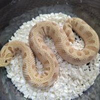 セイブシシバナヘビ（タフィーコンダ）約50cm　メス