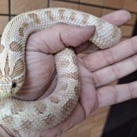 セイブシシバナヘビ（タフィーコンダ）約50cm　メス