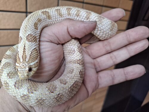セイブシシバナヘビ（タフィーコンダ）約50cm　メス - 画像 (2)