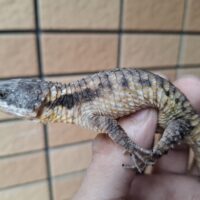 ヒナタヨロイトカゲ（フルアダルト/繁殖経験あり）ペア