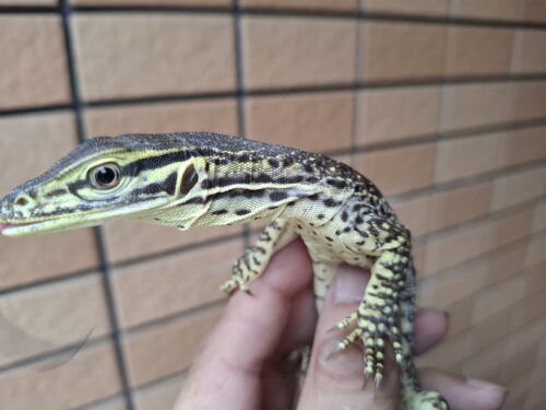サンドモニター（ヤングサイズ） - 画像 (5)