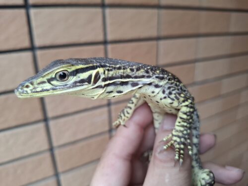 サンドモニター（ヤングサイズ） - 画像 (4)