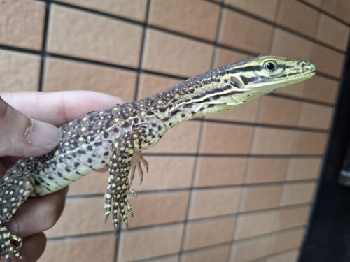 サンドモニター（ヤングサイズ） - 画像 (3)