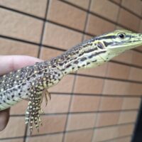 サンドモニター（ヤングサイズ）