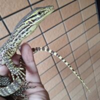 サンドモニター（ヤングサイズ）