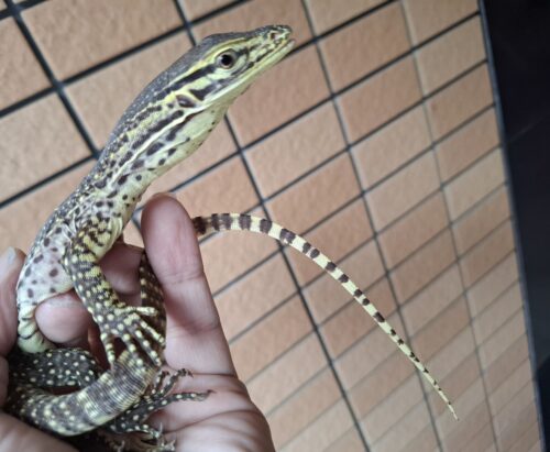 サンドモニター（ヤングサイズ）