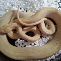 カーペットパイソン（ホワイトラインアルビノ）約100cm メス