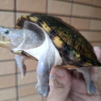 カブトニオイガメ（甲長約11,5cm）CB　メス