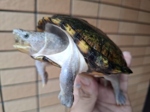 カブトニオイガメ（甲長約11,5cm）CB　メス