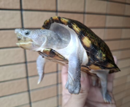 カブトニオイガメ（甲長約11,5cm）CB　メス - 画像 (3)