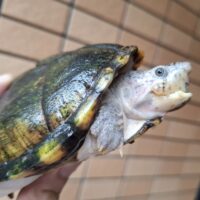 カブトニオイガメ（甲長約11,5cm）CB　メス