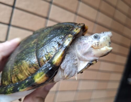 カブトニオイガメ（甲長約11,5cm）CB　メス - 画像 (2)