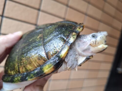カブトニオイガメ（甲長約11,5cm）CB　メス - 画像 (4)