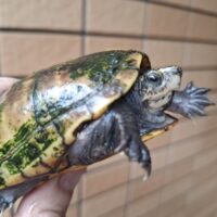 ミスジドロガメ（甲長約9cm）WC メス　（産卵経験あり）