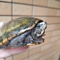 ミスジドロガメ（甲長約9cm）WC オス　個体A