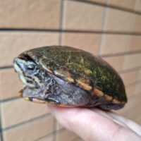 ミスジドロガメ（甲長約9cm）WC オス　個体A
