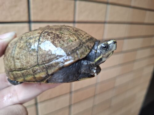 ミスジドロガメ（甲長約8,5cm）WC メス - 画像 (2)