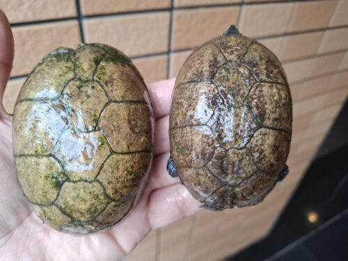 ミスジドロガメ（甲長約8,5cm）WC メス