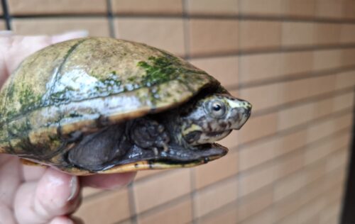 ミスジドロガメ（甲長約8,5cm）WC メス - 画像 (5)