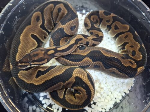 ボールパイソン（レオパードhetモンスーン）オス　約1kg - 画像 (2)