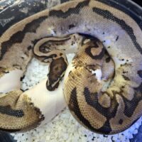 ボールパイソン（オレンジドリームパイhetMJアザン）オス　約1200g
